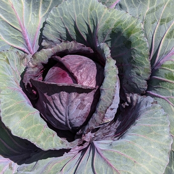 Brassica oleracea 'Ruby Perfection' 