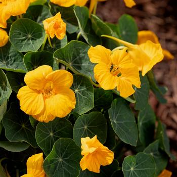 Tropaeolum minus 'Baby Gold' (270669)