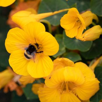 Tropaeolum minus 'Baby Gold' (270670)