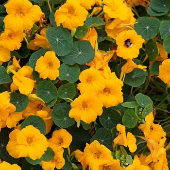 Tropaeolum minus 'Baby Gold' (270671)