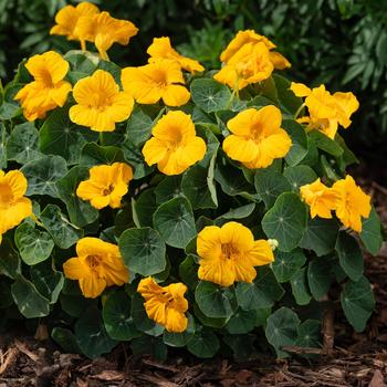 Tropaeolum minus 'Baby Gold' 