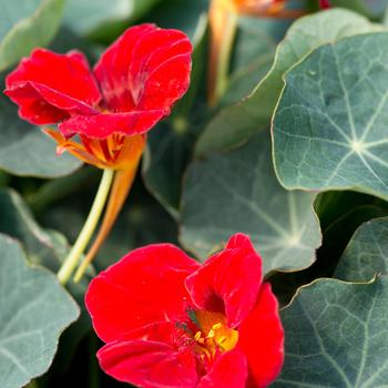 Tropaeolum minus 'Baby Red' (270673)