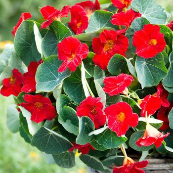 Tropaeolum minus 'Baby Red' (270674)