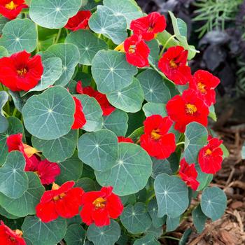 Tropaeolum minus 'Baby Red' 