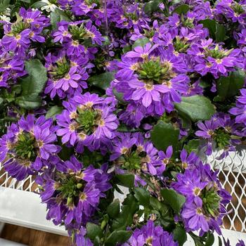 Scaevola aemula 'Scala Blue Bird' 