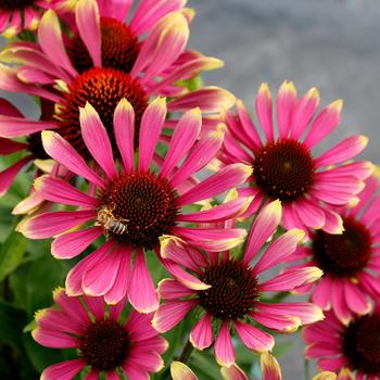 Echinacea 'Spider' 