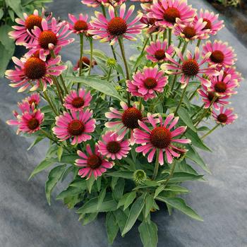 Echinacea Prima™ 'Spider' (270688)