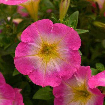 Petunia Capella™ 'Pink Morn' (270696)