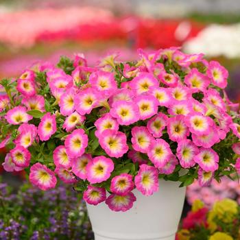 Petunia Capella™ 'Pink Morn' (270697)