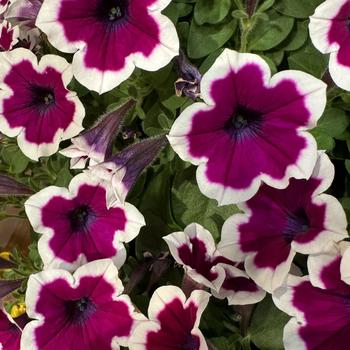 Petunia Capella™ 'Rim Raspberry' (270698)