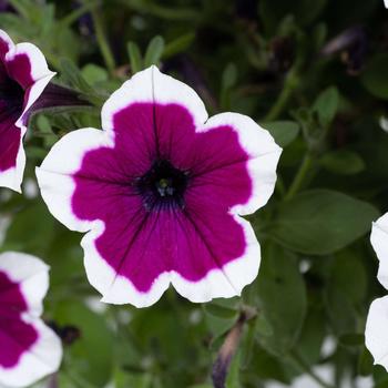 Petunia 'Rim Raspberry' 