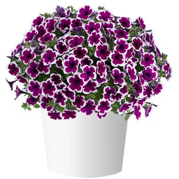 Petunia Capella™ 'Rim Raspberry' (270700)