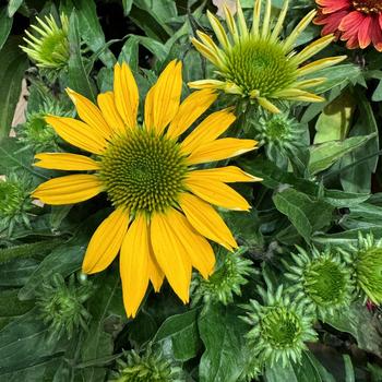 Echinacea 'Guatemala™ Gold' (270701)