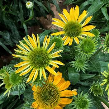 Echinacea 'Guatemala Gold' 