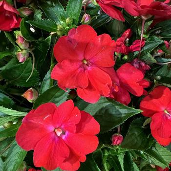 Impatiens 