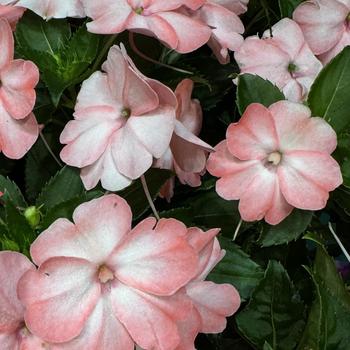 Impatiens 