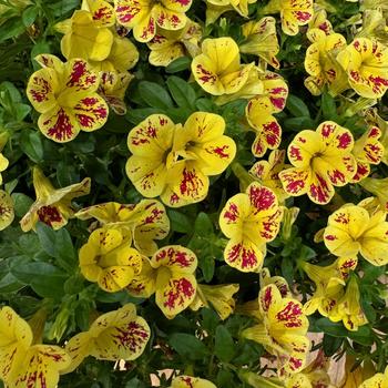 Calibrachoa 'Abstract Lemon Cherry' 