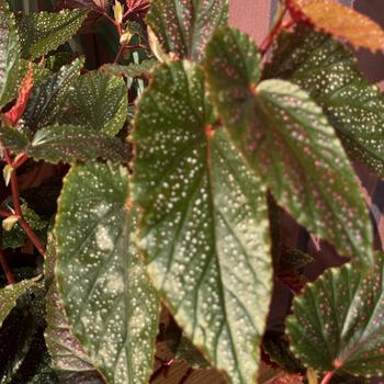 Begonia maculata 'Pink Spot' 