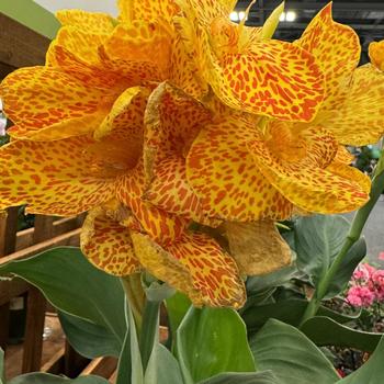 Canna x generalis 'Gold Leopard' 