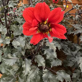 Dahlia pinnata 'Black Forest Ruby' (270713)