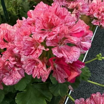 Pelargonium 'Big Eeze Pink Batik' 