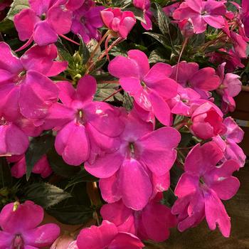 Impatiens Solarscape™ 'XL Pink Jewel' (270718)