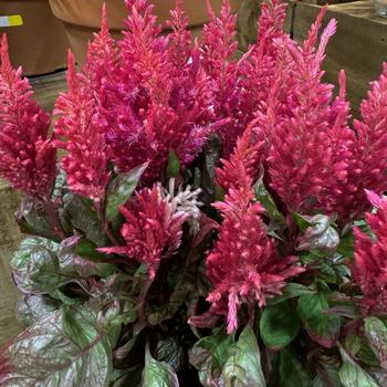 Celosia plumosa nana 'Burning Embers' (270720)