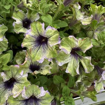 Petunia 'Plum Cockatoo' 