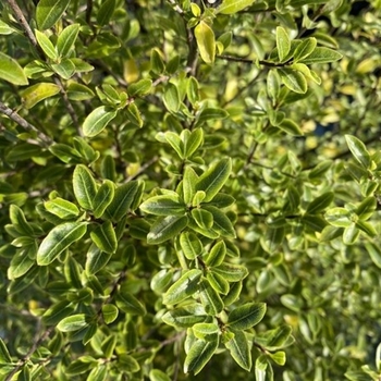 Pittosporum tenuifolium 'Jade' 