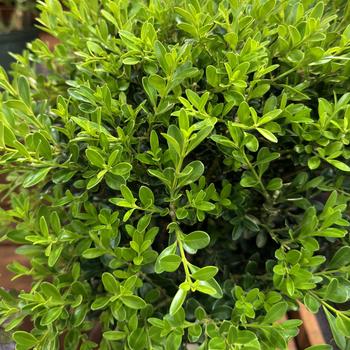 Buxus 'HER2009B03' PP32275