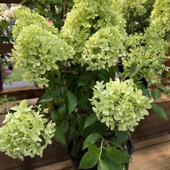 Hydrangea 'Skyfall' 