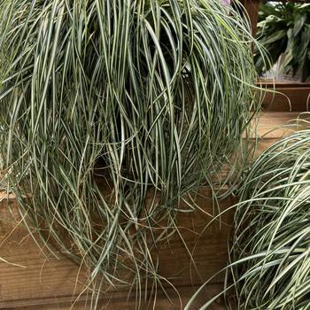 Carex 'ET CRX 904' PP35022