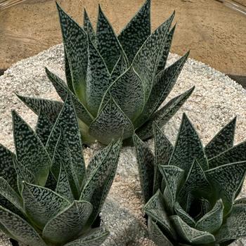 Gasteria 'Robin' (270756)