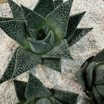 Gasteria 'Robin' 