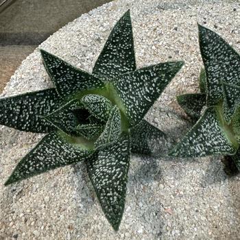 Gasteria 'Sherwood' 