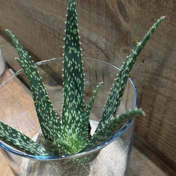 Aloe 'Equator' 