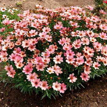 Coreopsis verticilliata 'Sunstone' 