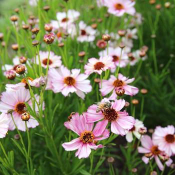 Coreopsis 'Opal' 