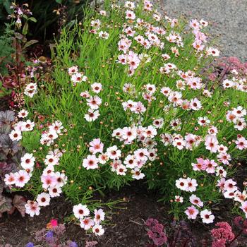 Coreopsis Nova® 'Opal' (270763)