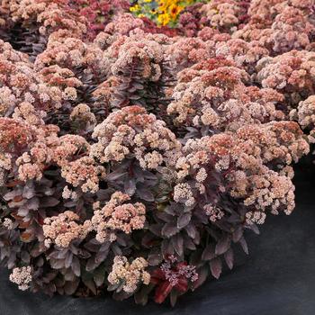 Sedum 'Mocha Magic' 