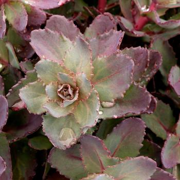 Sedum 'Mocha Magic' (270767)