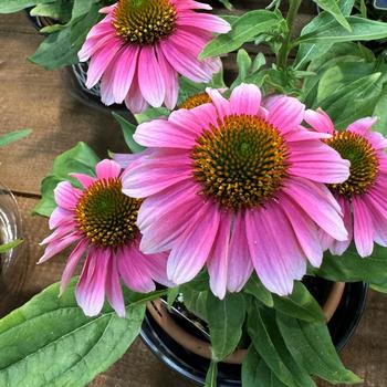 Echinacea 'French Tips' (270768)