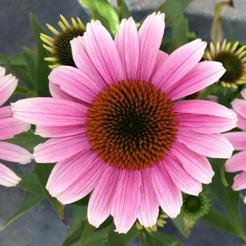 Echinacea 'French Tips' (270769)