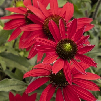 Echinacea 'Balevoelf' PP31064