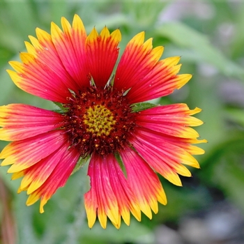 Gaillardia pulchella