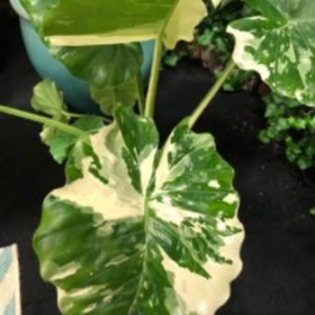 Alocasia odora 'Variegata' 