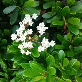 Viburnum obovatum