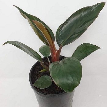 Philodendron tatei