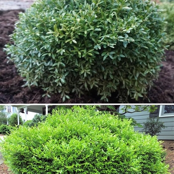 Buxus sinica var. insularis 'Franklin's Gem' 