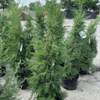 Juniperus virginiana 'Taylor' 